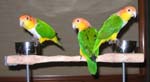 Gus Maya Cleo