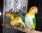 Maya Cleo Gus