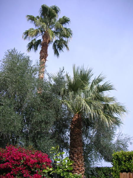 PS palms 032010