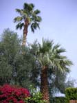PS palms 032010