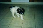 Puppy Zoe