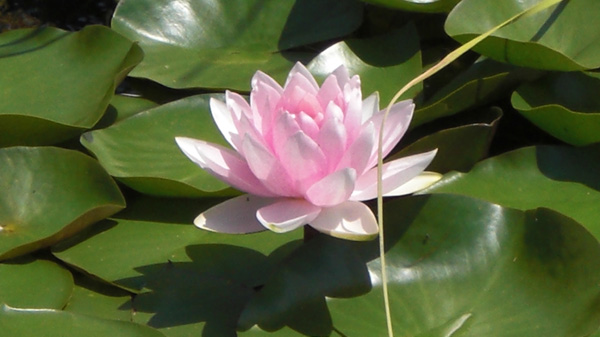CIMG0597