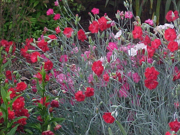 Carnations