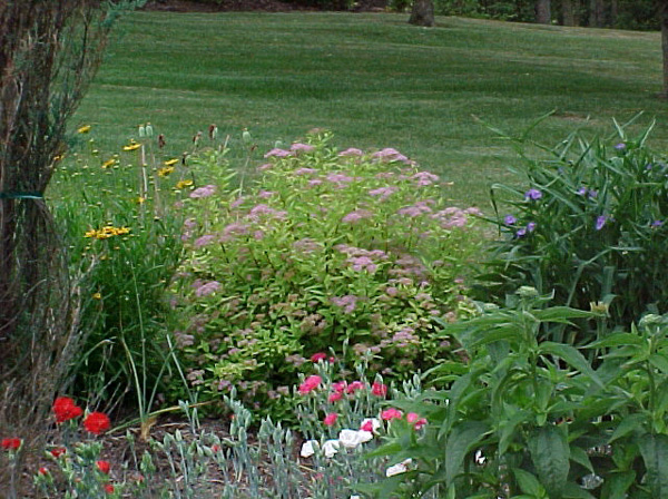Flowers 3