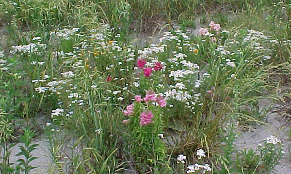 Flowers 6_49