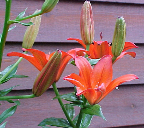 Lillies