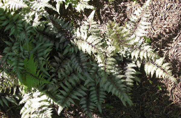 Mothers Day 2009 Fern Detail 1_79
