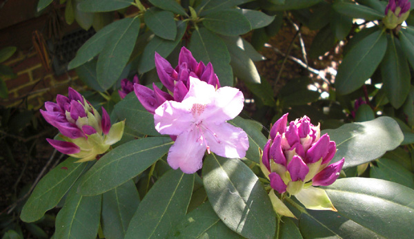 Mothers Day 2009 rhodie 3