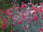 Carnations