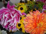 Dahlias2_17