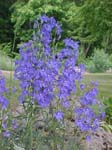 Flowers 2_45