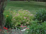 Flowers 3