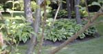 Hosta bed 1_61