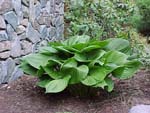Hosta_60