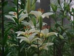Lillies 2_69