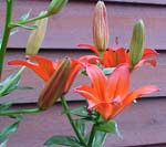 Lillies