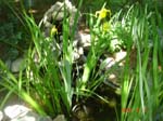 Little pond