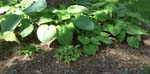 Mothers Day 2009 Hostas Great and Small