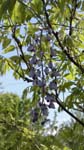 Mothers Day 2009 Wisteria cluster 1