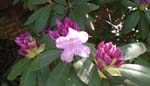 Mothers Day 2009 rhodie 3