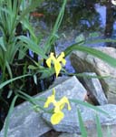 Mothers Day 2009 water iris