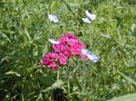 Wildflower Garden 3_136